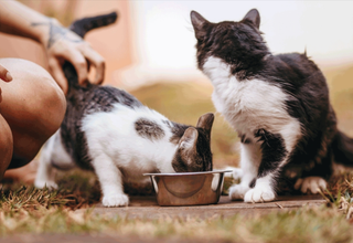 Essential Pet-Proofing Tips for Your Home